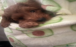 Cavapoo dogs for sale: Cavapoo puppies for sale - Image 10