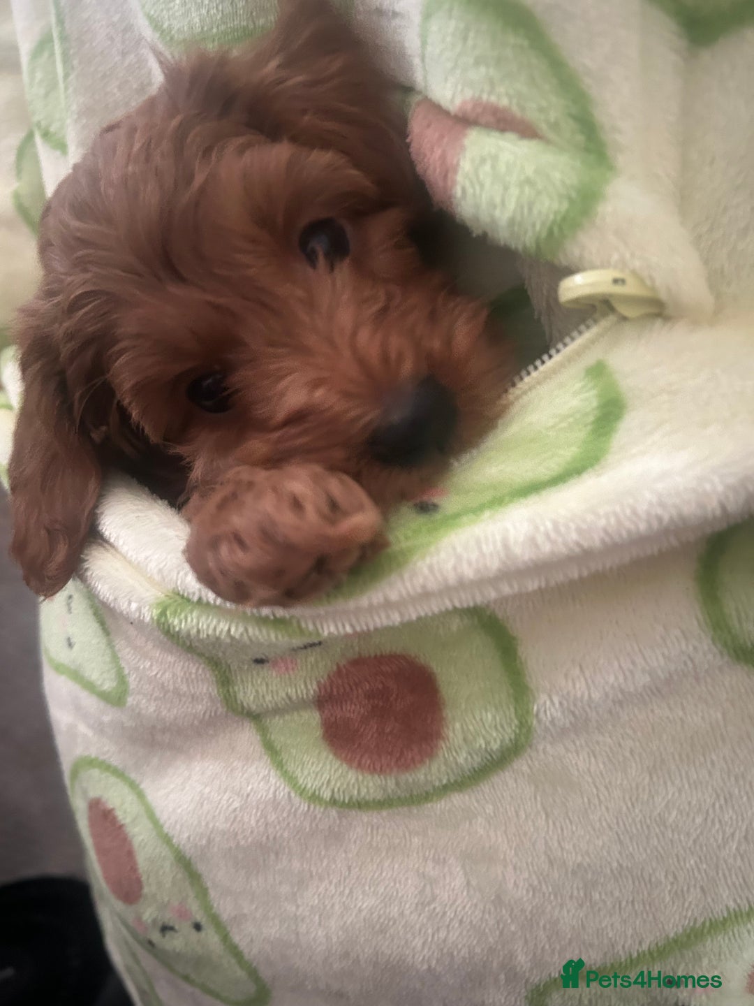 Cavapoo dogs for sale: Cavapoo puppies for sale - Image 10