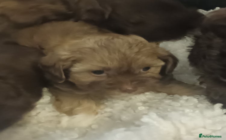 Shihpoo dogs - Advert 13