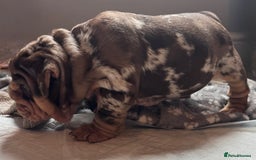 English Bulldog dogs for sale: English bulldog puppies - Image 36