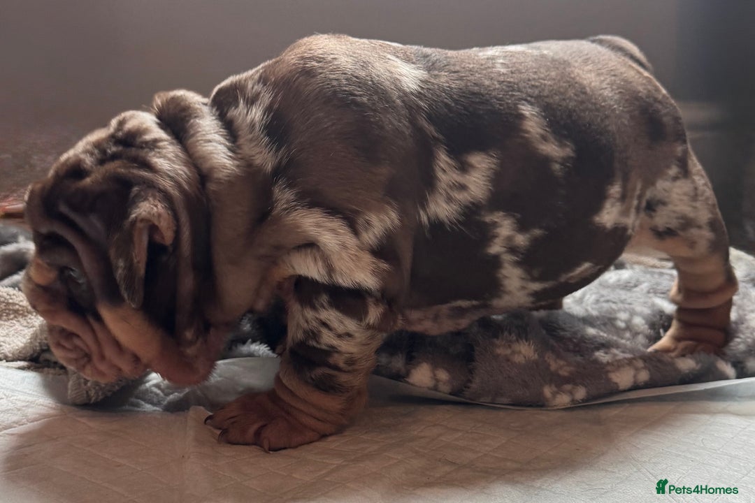 English Bulldog dogs for sale: English bulldog puppies - Image 36