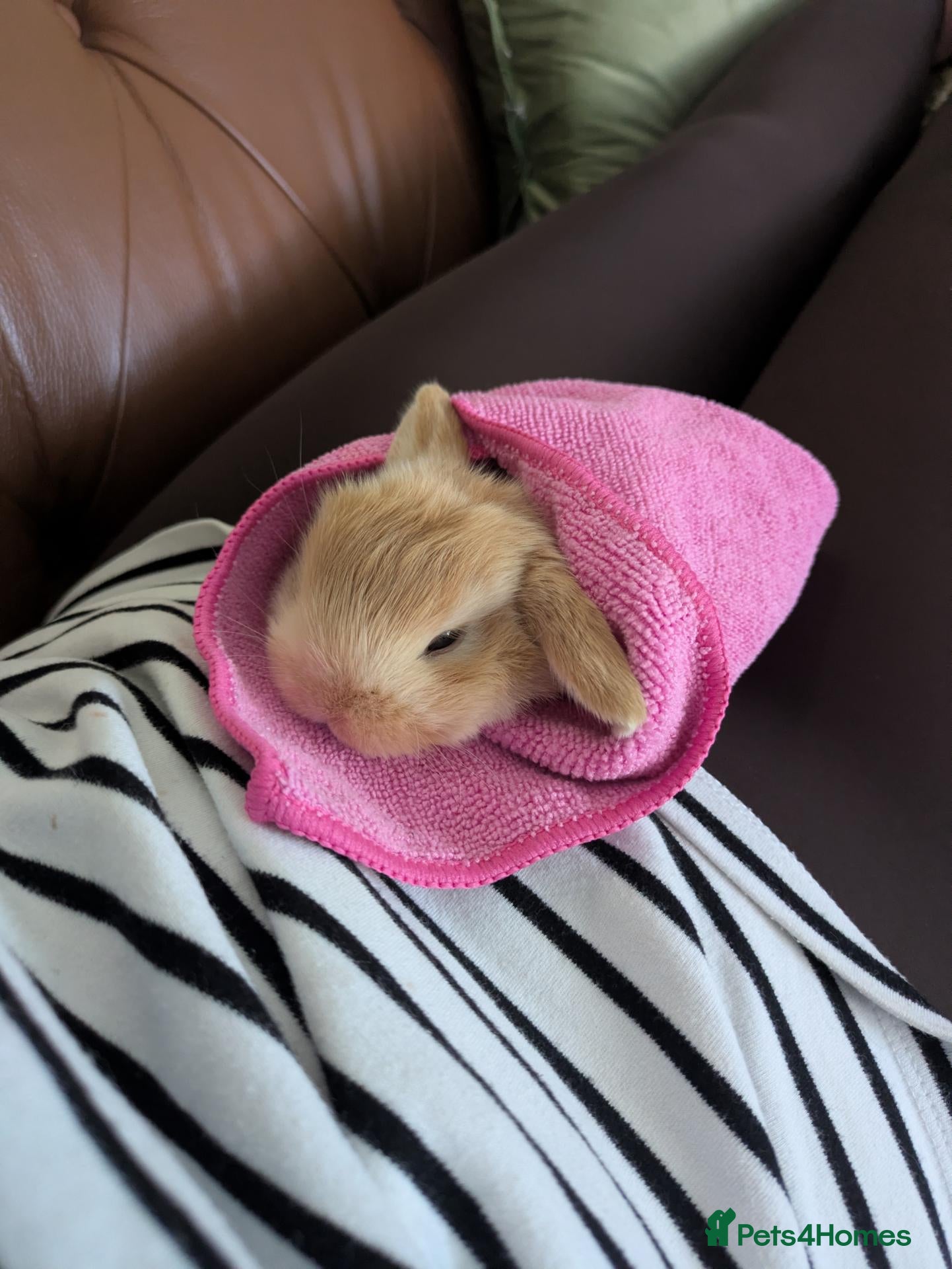 Mini Lop rabbits 3 x baby rabbits availiable - Advert 16