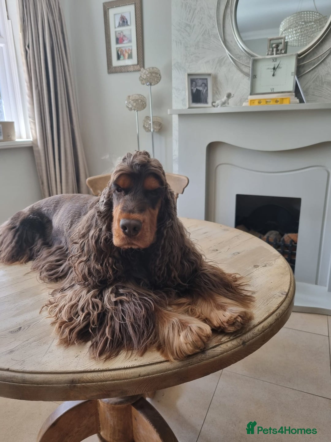 Cocker Spaniel dogs for stud: SHOW COCKER SPANIEL 🐕 health tested stud  in Brentwood - Advert 26