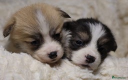 Welsh Corgi Pembroke dogs for sale: Naturally bobbed unique babies - Image 14