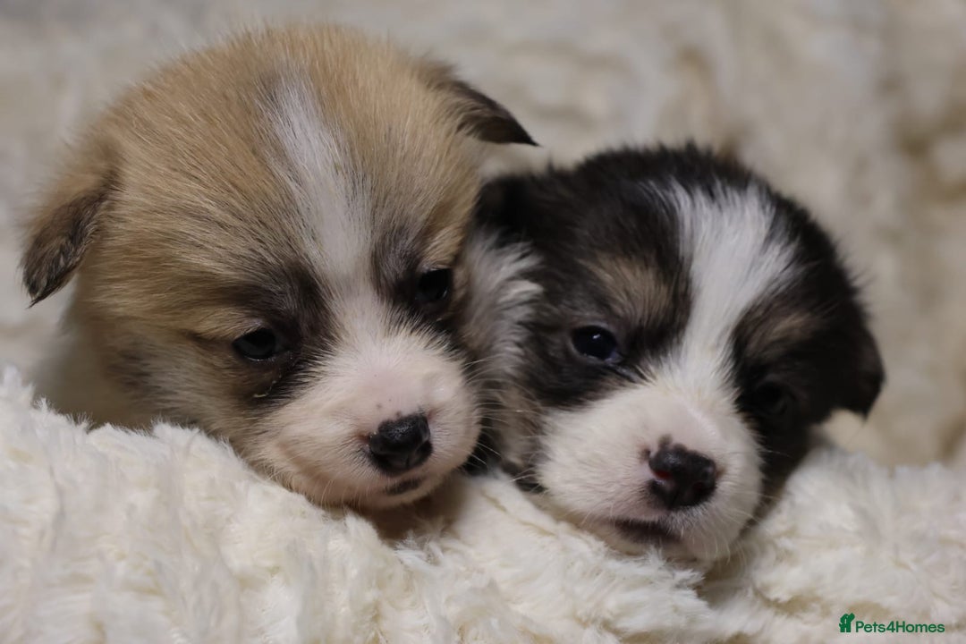 Welsh Corgi Pembroke dogs for sale: Naturally bobbed unique babies - Image 14