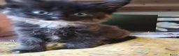 Mixed Breed cats for sale: KITTENS READY NOW - Advert 3