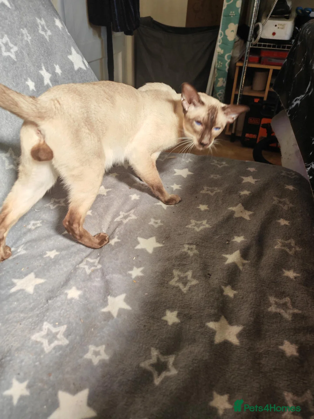 Siamese cats for stud: GCCF Registered Siamese Stud - Advert 4