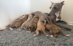 Whippet dogs for sale: Beautiful pedigree whippet puppies  - Image 17