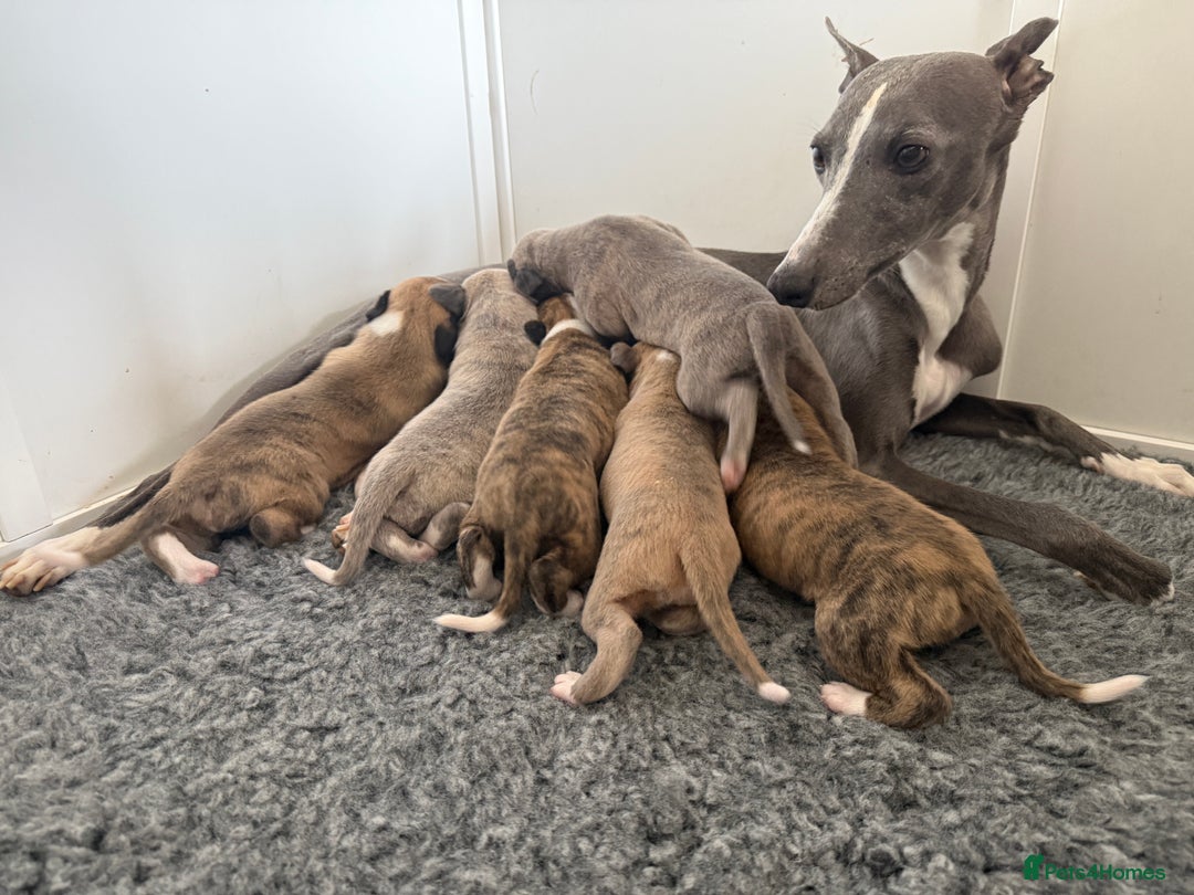 Whippet dogs for sale: Beautiful pedigree whippet puppies  - Image 17
