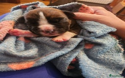 Boxer dogs for sale: 🌟KC REG BOBTAIL BOXER PUPS🌟 - Image 21