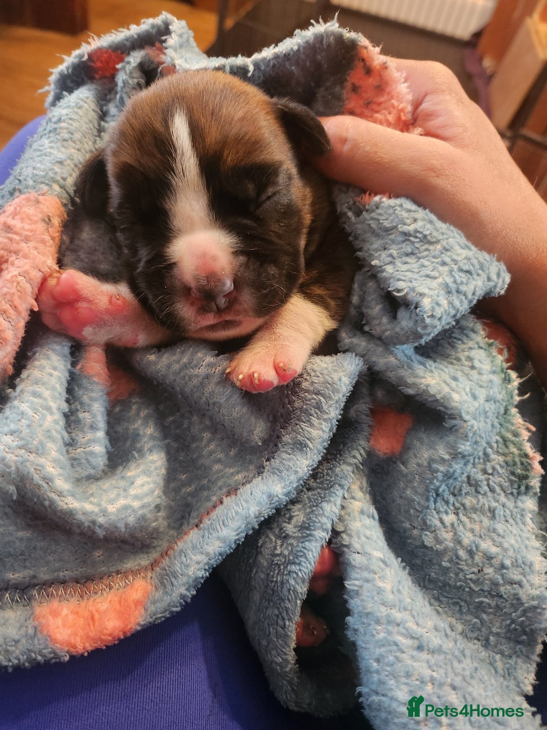 Boxer dogs for sale: 🌟KC REG BOBTAIL BOXER PUPS🌟 - Image 21