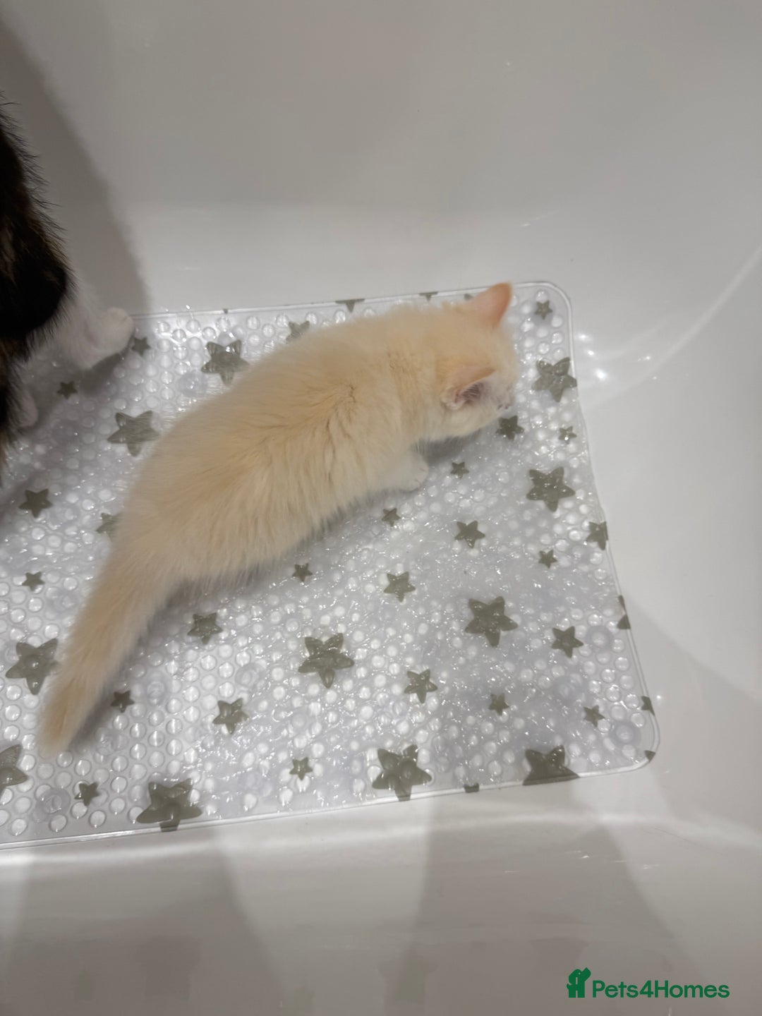 Ragdoll cats for sale: Adorable Ragdoll Kittens Ready Now - Image 8