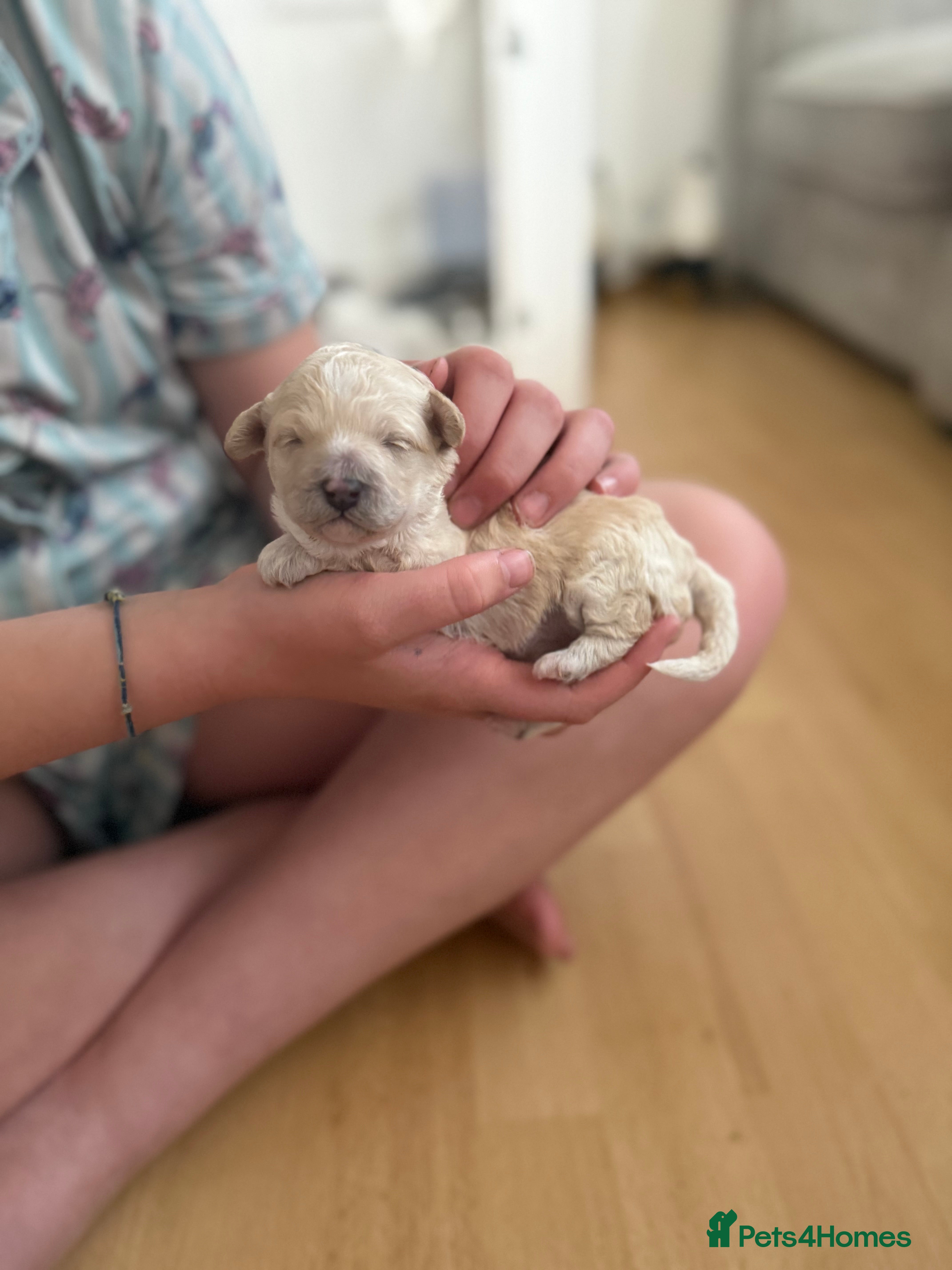 Poochon dogs for sale: Beautiful F2 Poochon puppies  - Advert 3
