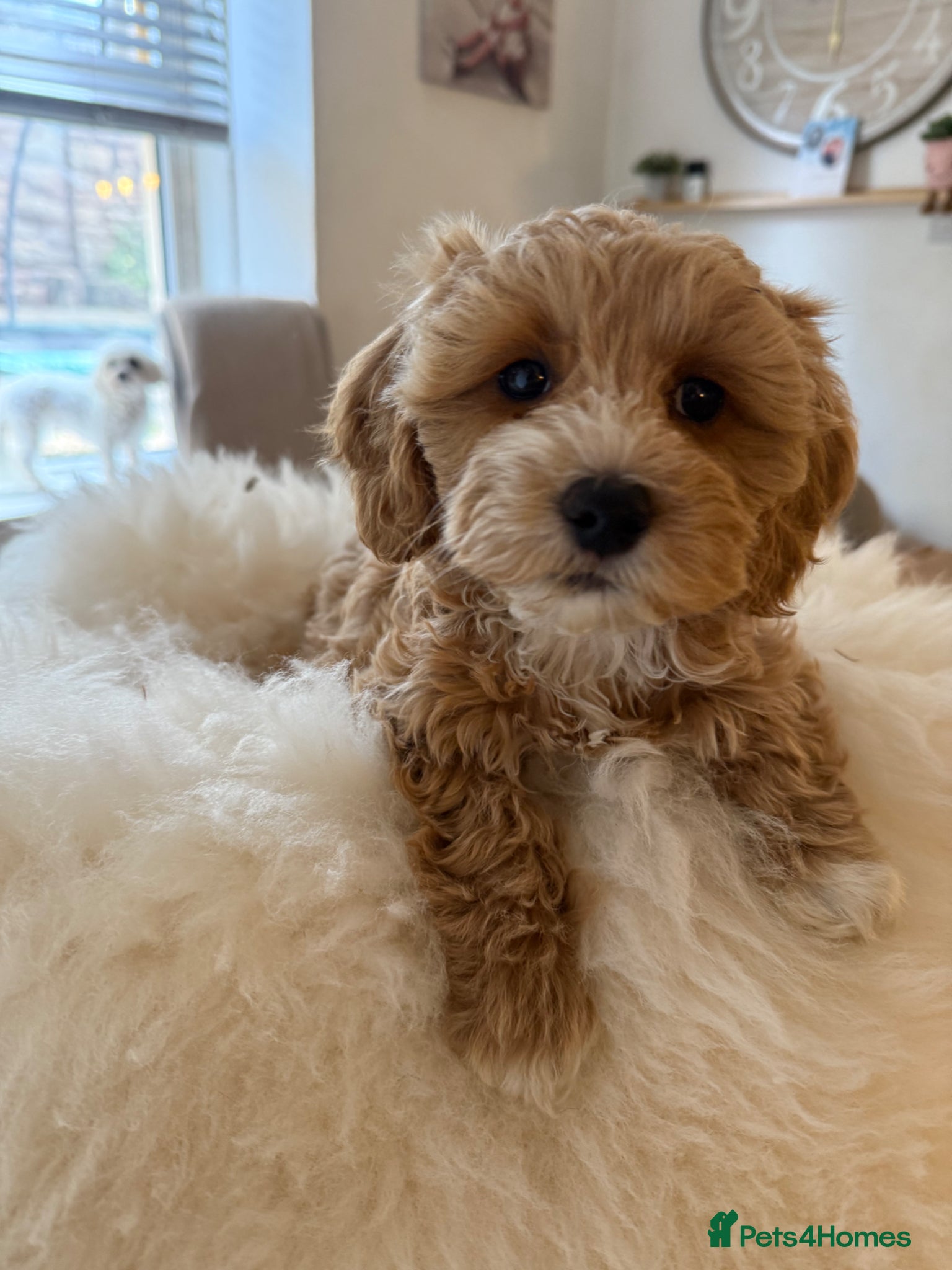 Maltipoo dogs Gorgeous Maltipoo Puppies 🐾💕 - Advert 1