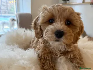 Maltipoo dogs Gorgeous Maltipoo Puppies 🐾💕 - Advert 8