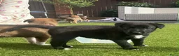 Mixed Breed dogs for sale: Border collie x Belgian Malinois  - Advert 7
