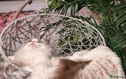 Ragdoll cats for sale: Quality Tica reg Ragdoll kittens  - Image 14
