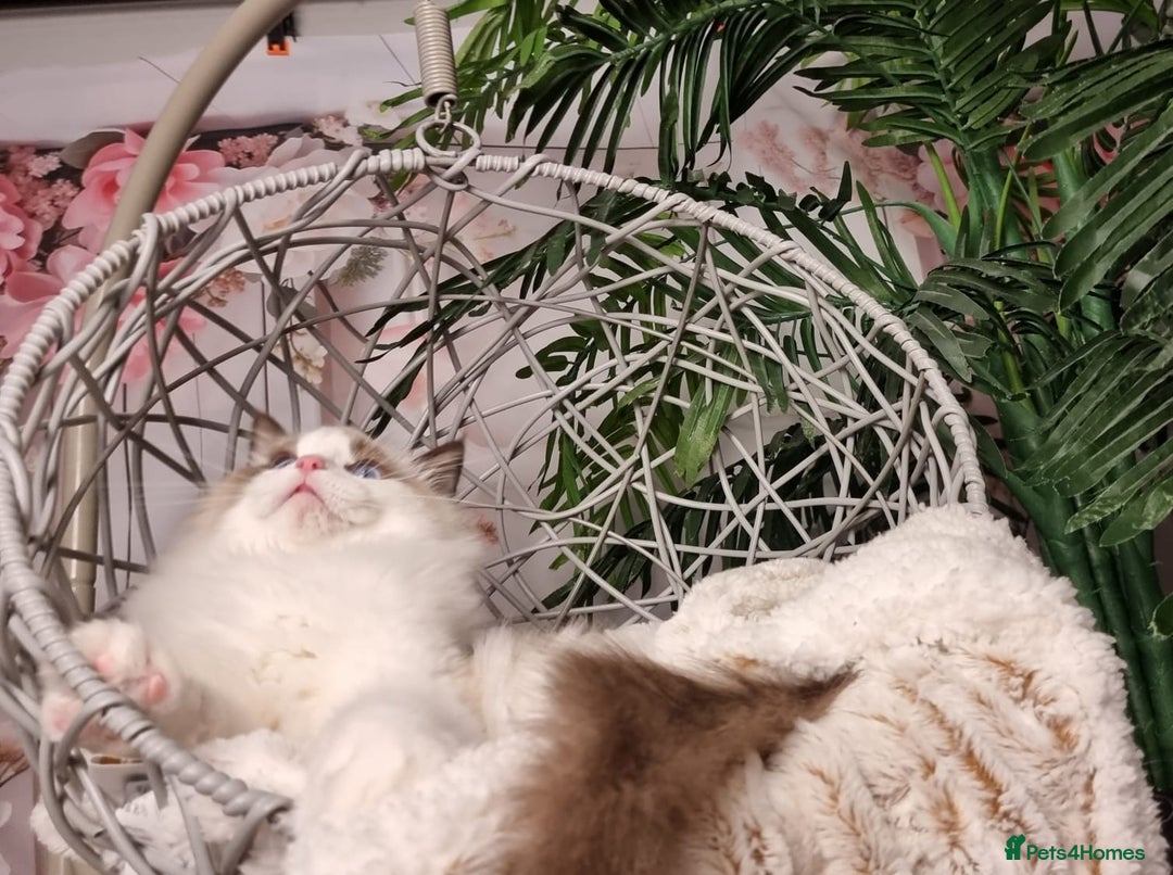 Ragdoll cats for sale: Quality Tica reg Ragdoll kittens  - Image 14