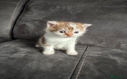 British Shorthair cats for sale: Kittens British shorthair mixed  - Image 27