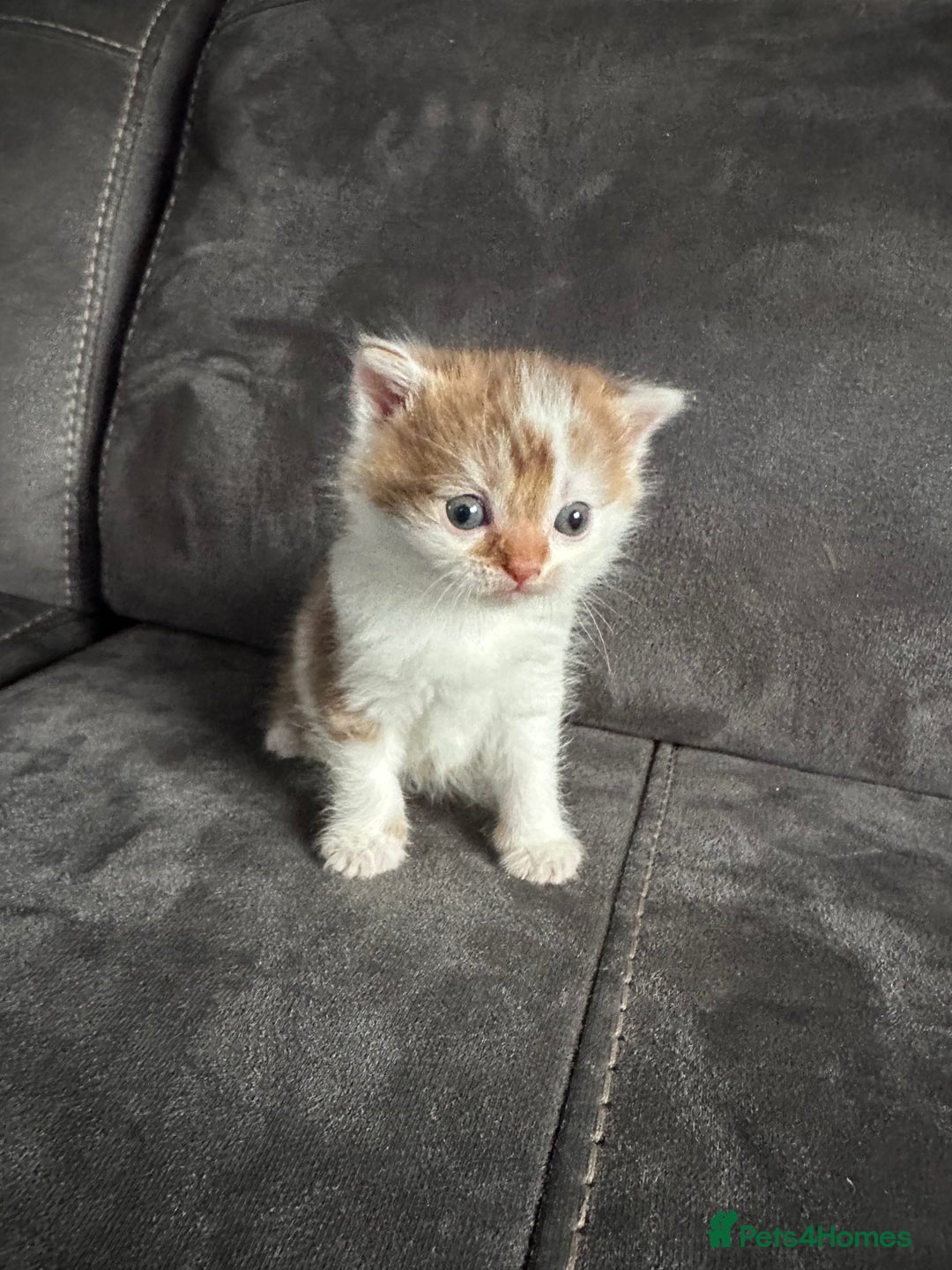 British Shorthair cats for sale: Kittens British shorthair mixed  - Image 27