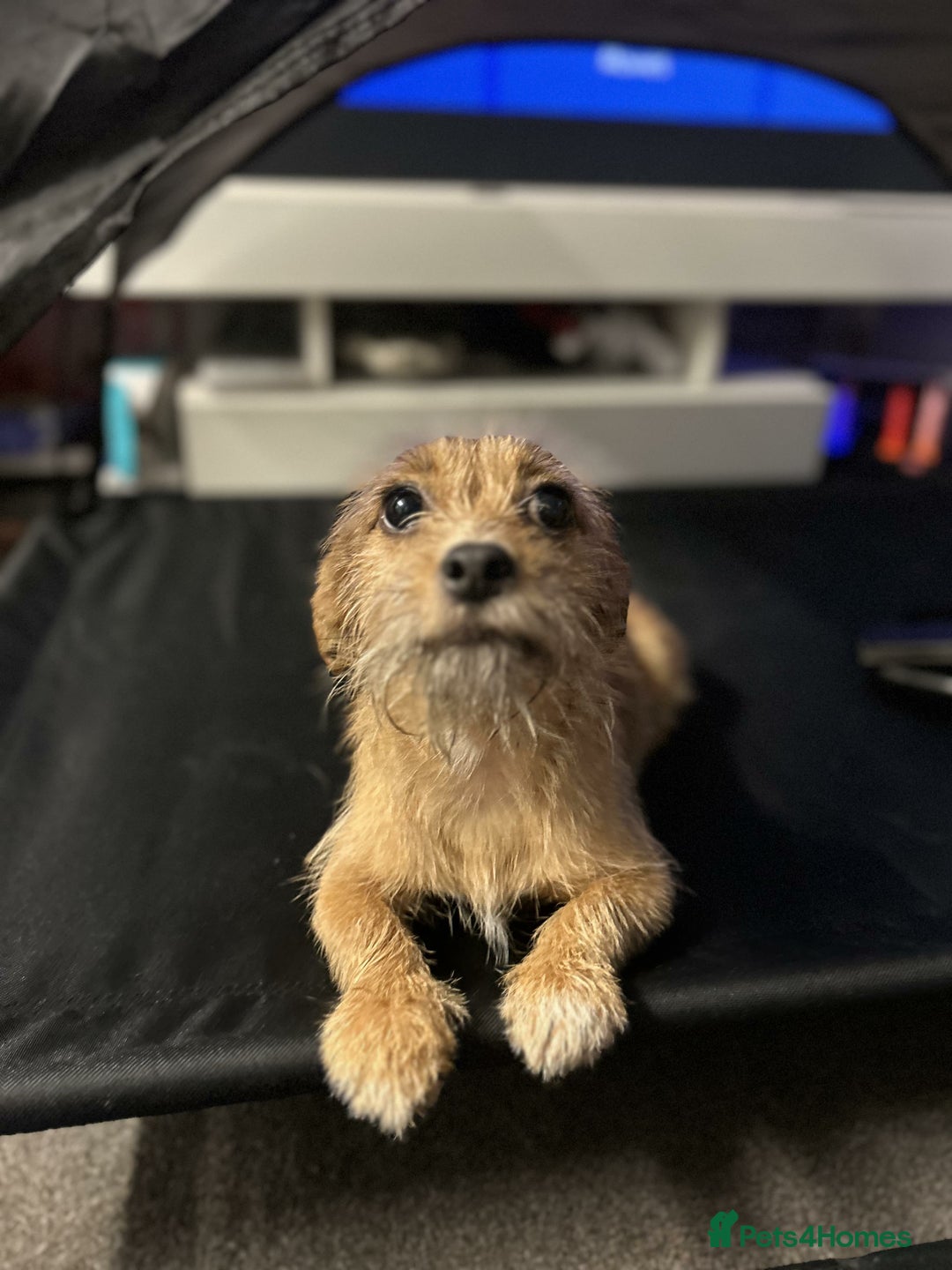 Mixed Breed dogs for sale: Small Jack russel cross  - Image 10