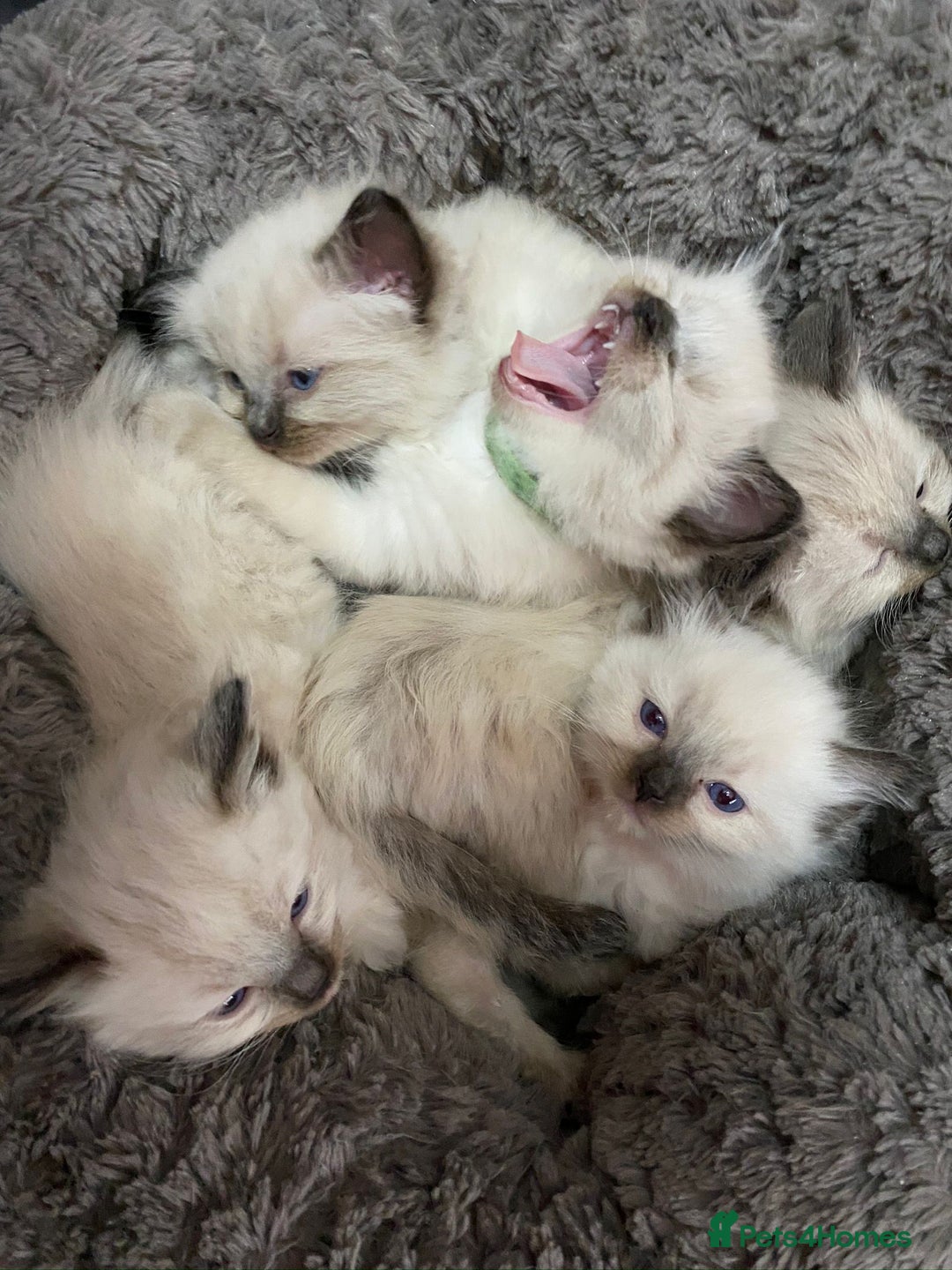 Ragdoll cats for sale: 3x Queens- breeder retiring  - Advert 4