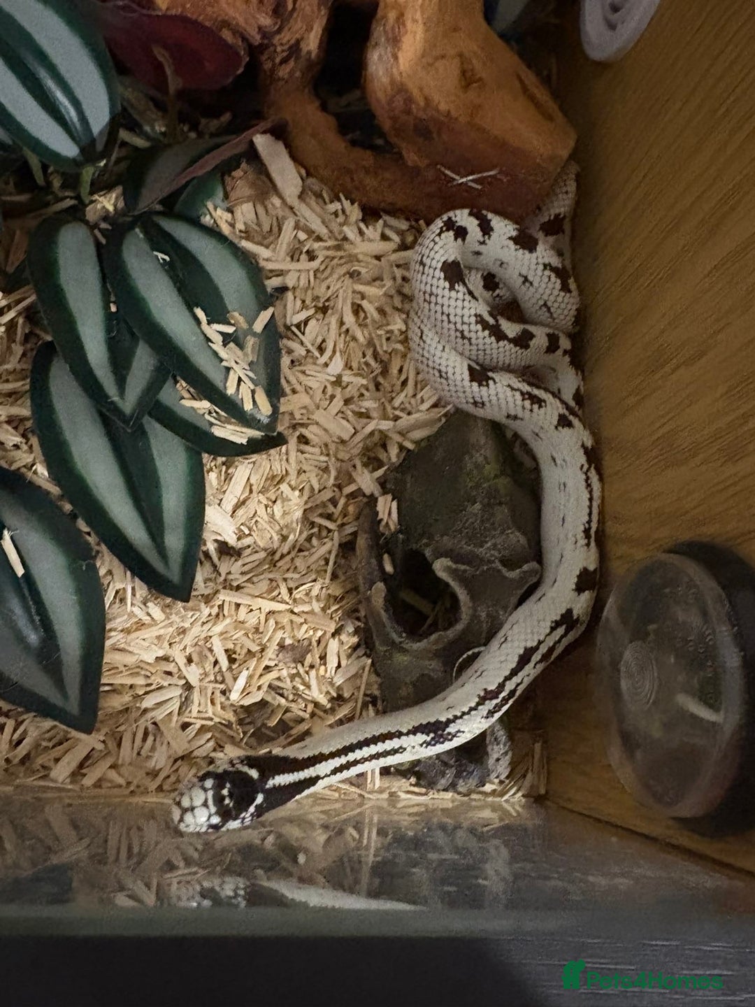 King Snake reptiles for sale: CALIFORNIA KING SNAKE - Advert 2