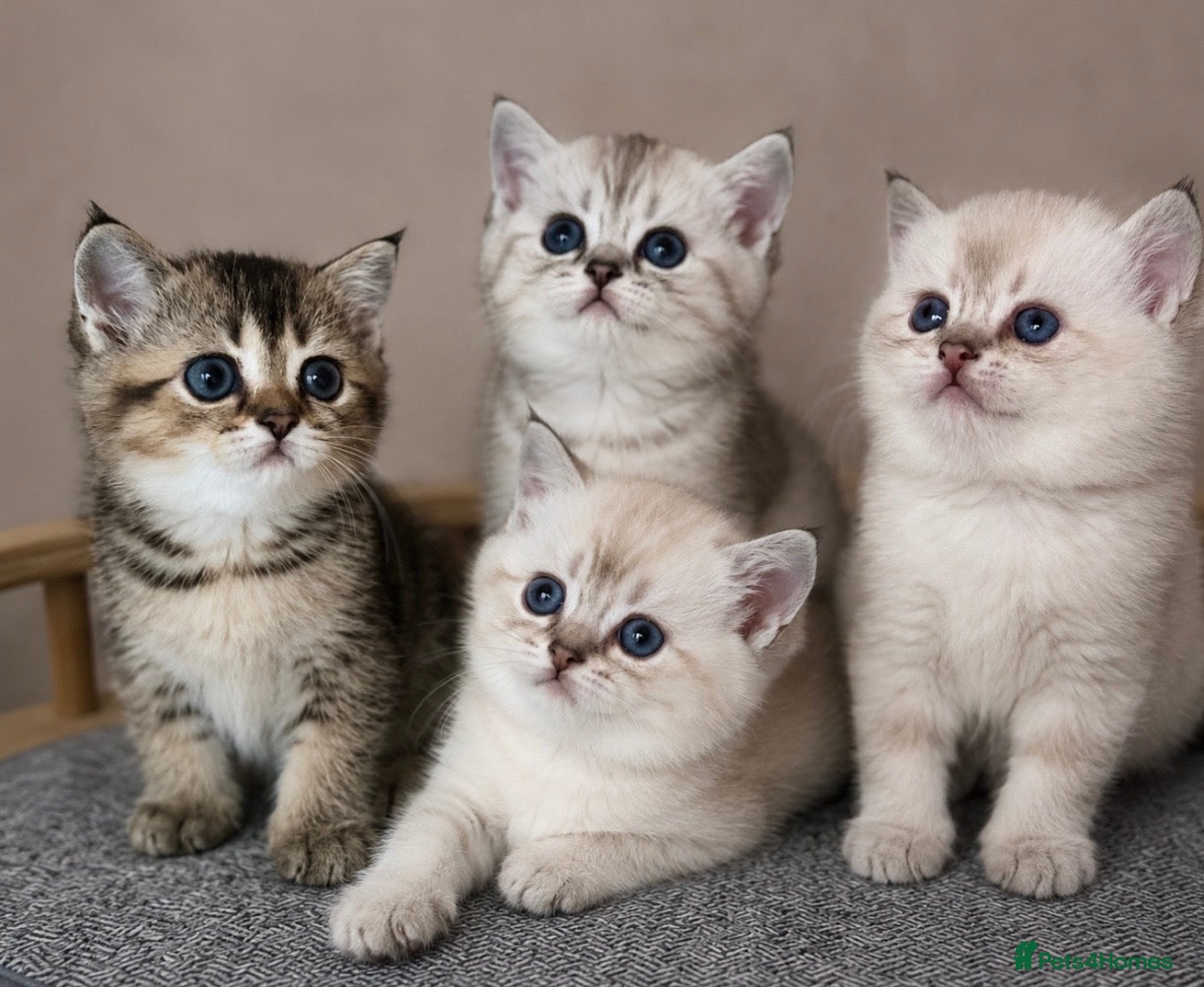 Scottish Fold cats 💎 Beautiful Pedigree Scottish Straight Kittens 😻 - Advert 4
