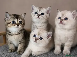 Scottish Fold cats 💎 Beautiful Pedigree Scottish Straight Kittens 😻 - Advert 4