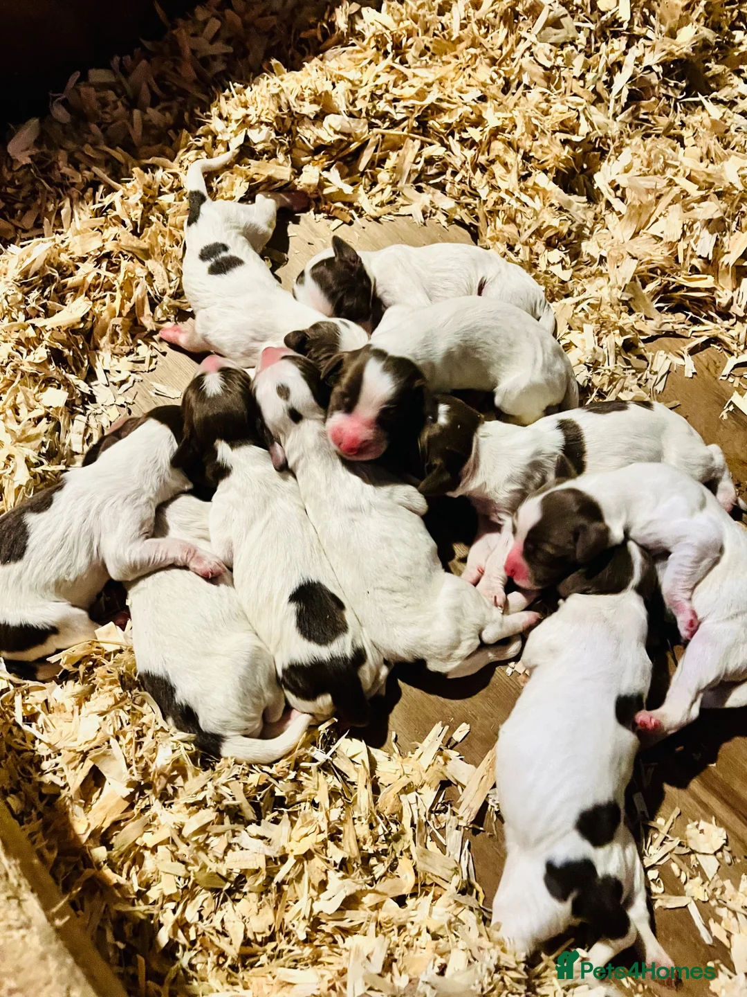 English Springer Spaniel dogs for sale: Litter of Liver and White Springer Spaniels - Advert 2