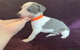 Whippet dogs for sale: All found homes-Beautiful Blue and White Parti BOY - Image 8