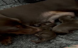 Miniature Dachshund dogs for sale: KC TRUE MINI DACHSHUND PUPPIES  - Image 4