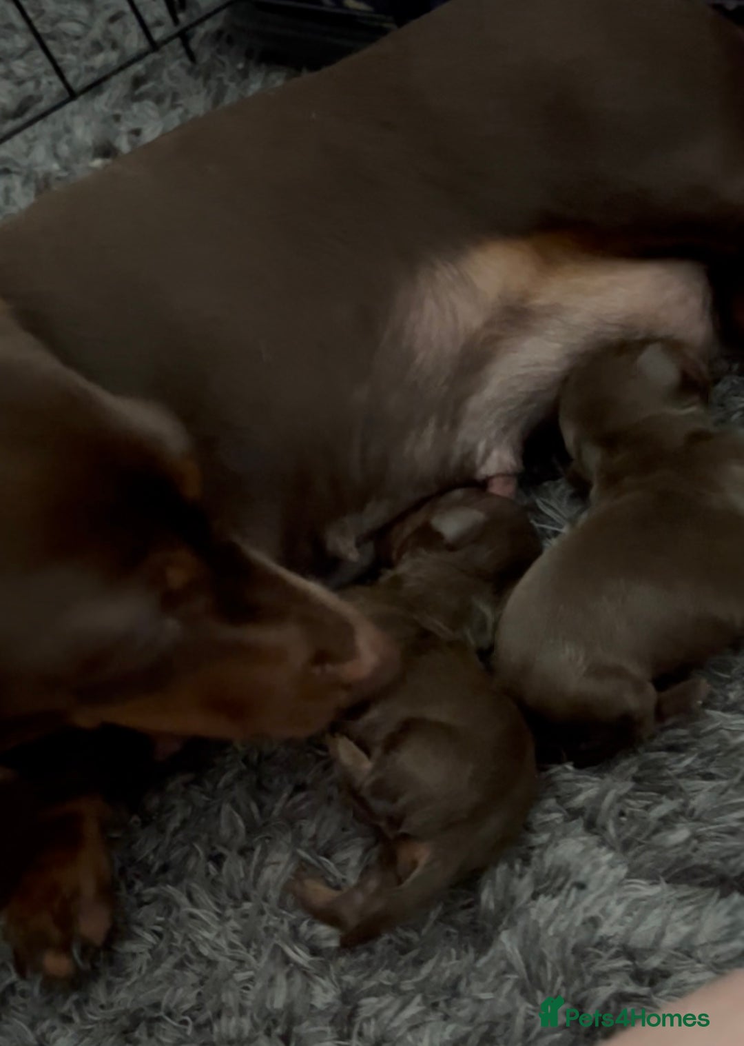Miniature Dachshund dogs for sale: KC TRUE MINI DACHSHUND PUPPIES  - Image 4