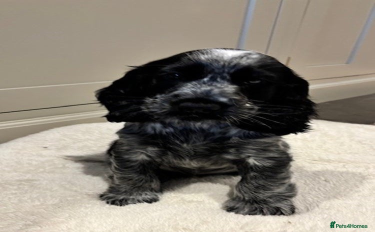 Cocker Spaniel dogs Meet Hamish! - Advert 3