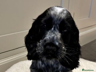 Cocker Spaniel dogs Meet Hamish! - Advert 5