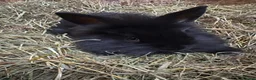Mini Lion Lop rabbits for sale: Mini lion liops  - Advert 8