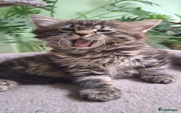 Siberian cats for sale: 6 lovely Siberian kittens  - Image 24