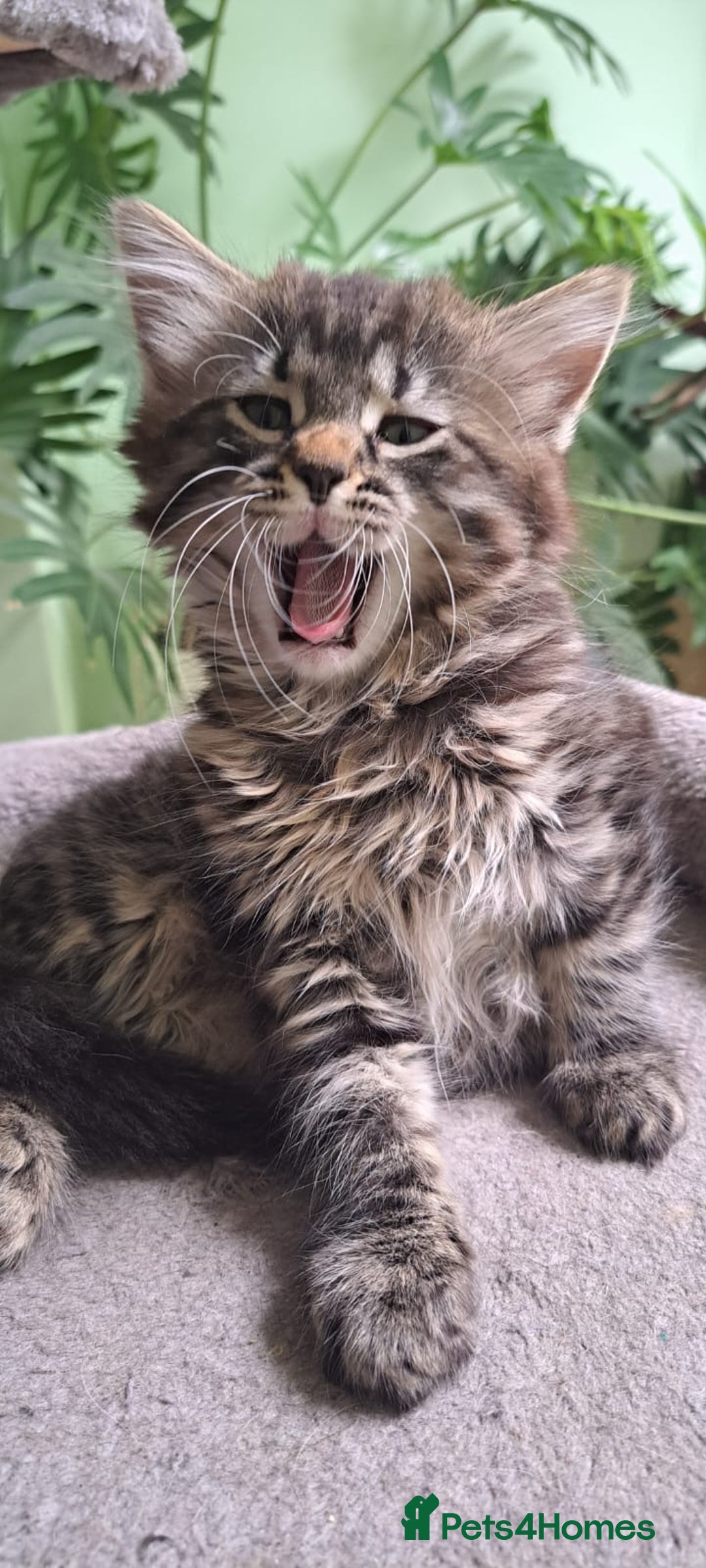 Siberian cats for sale: 6 lovely Siberian kittens  - Image 24