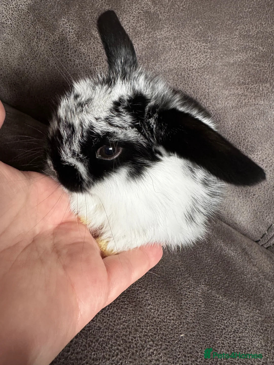 Mini Lop rabbits for sale: Beautiful Mini Lops Available to Reserve - Advert 39