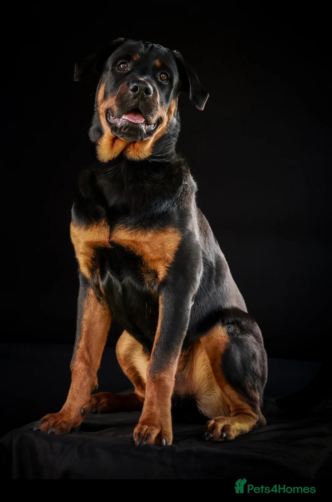 Rottweiler dogs for stud: Rottweiler for STUD  in Southam - Advert 5