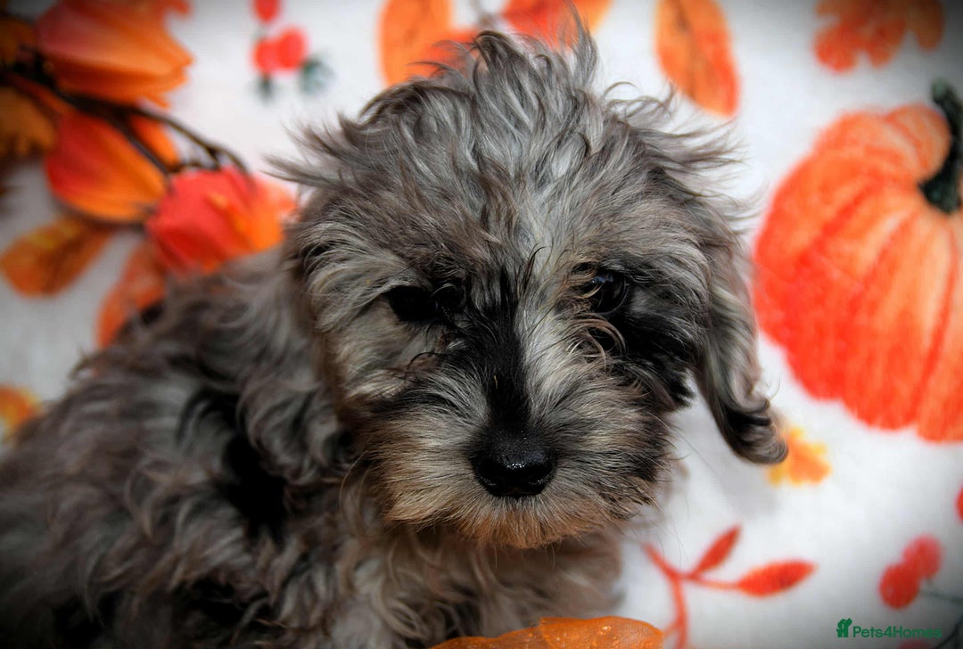 Cockapoo dogs for sale: Ready to go 10 October tiny toy cockapoos  - Image 7