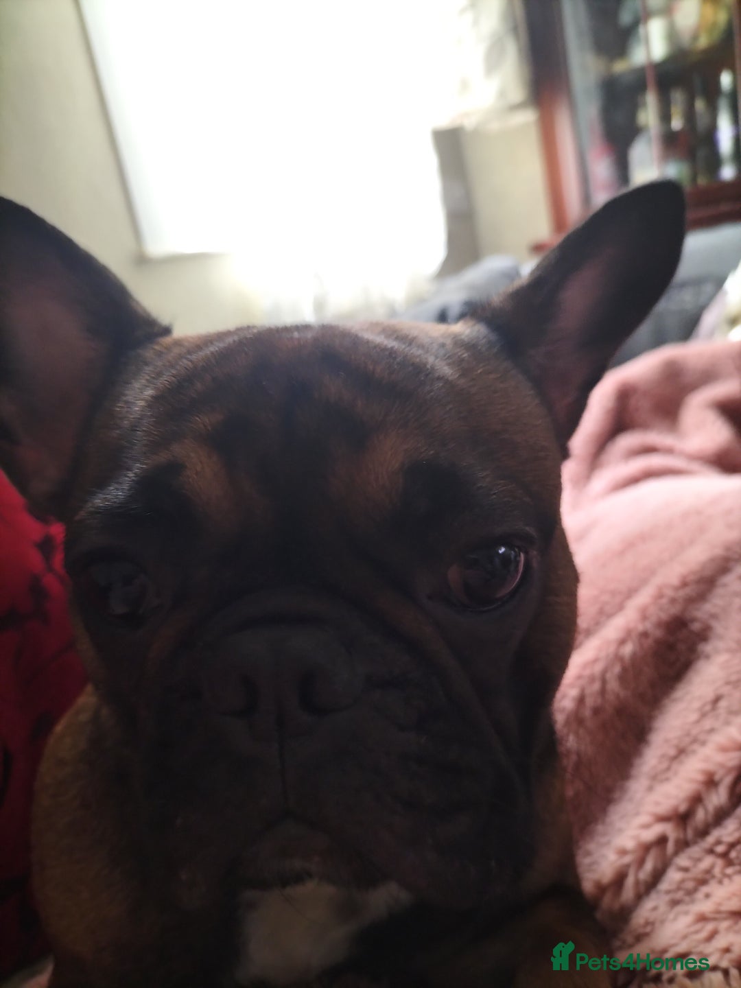 French Bulldog dogs for sale: French bulldog  - Image 9