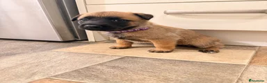 Belgian Shepherd Dog 7