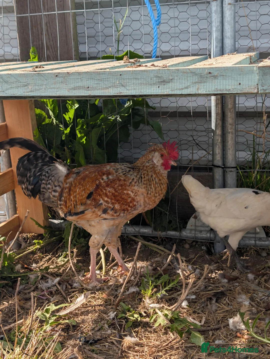 Chickens poultry for sale: Free Roosters  in Rotherham - Advert 2