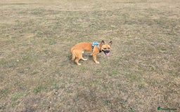 Mixed Breed dogs for sale: Staffie/Frenchie Cross  - Image 3