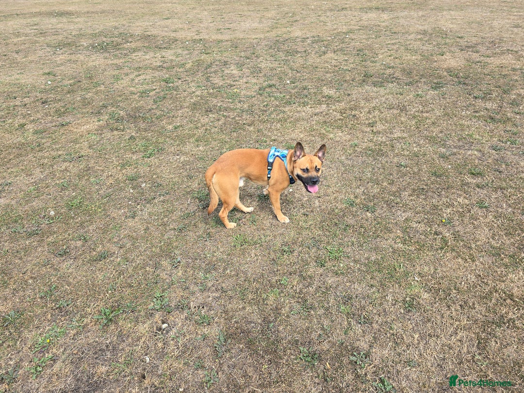 Mixed Breed dogs for sale: Staffie/Frenchie Cross  - Image 3