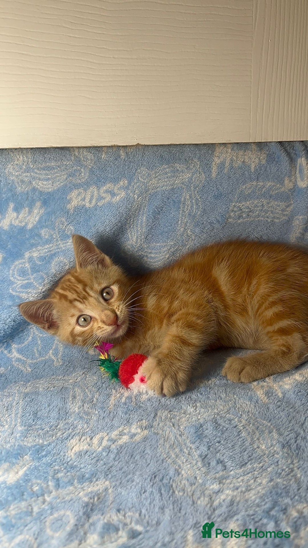 Mixed Breed cats for sale: 3 Lovely Kittens - Image 23