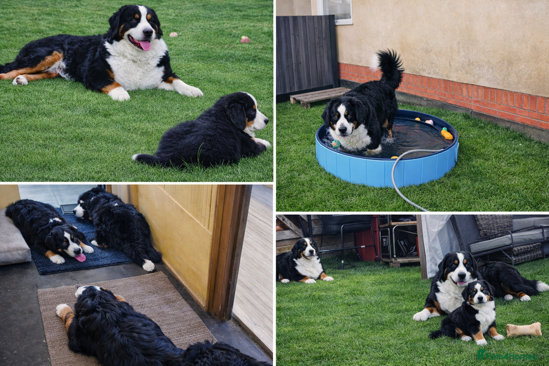 Bernese Mountain Dog dogs for stud: Bernese Mountain Dog stud service available - Advert 3