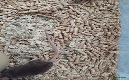 Mouse rodents for sale: 1 male and 4 female mice  - Image 7