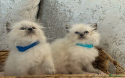 Ragdoll cats for sale: 4 fluffy boys - Image 9